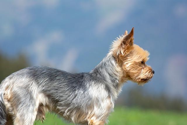 chiens qui ne perdent pas leurs poils : Yorkshire 