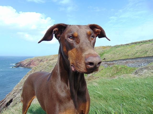 Races De Chiens Qui Ne Perdent Pas Leurs Poils