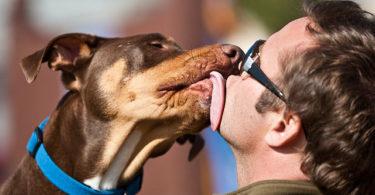 Pourquoi les chiens nous lèchent