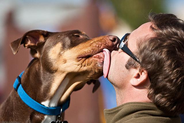 Pourquoi les chiens nous lèchent