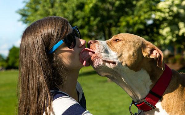 Pourquoi les chiens nous lèchent