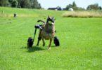 Chariot pour chien handicapé