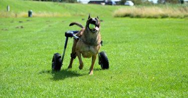Chariot pour chien handicapé