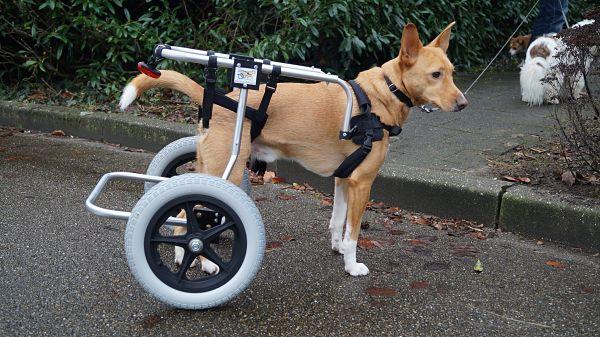 Chariot pour chien handicapé, pattes arrière