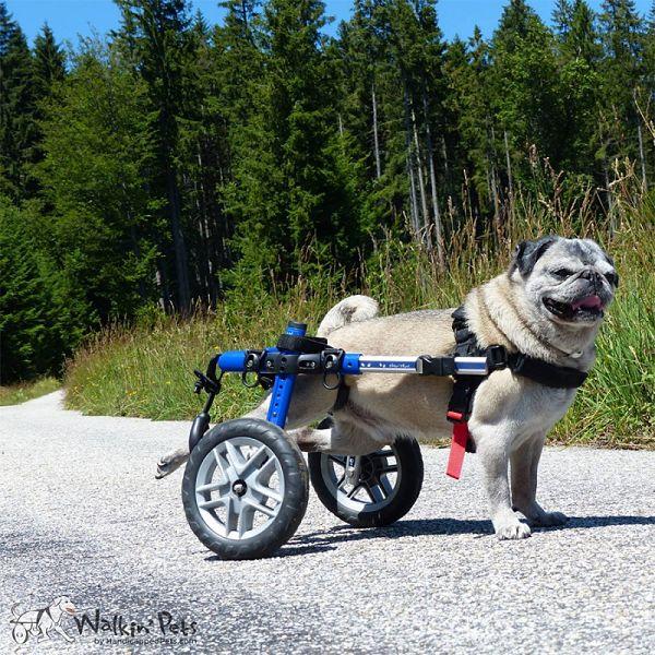 Chariot pour chien handicapé Walkin Wheels