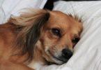 Scanner pour chien