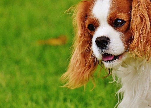 Races calmes : Cavalier King Charles