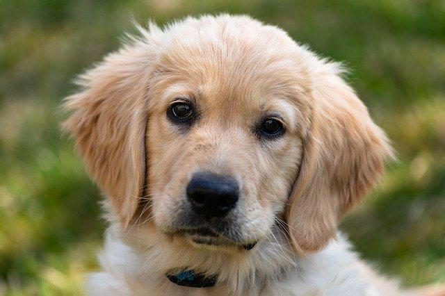 Races calmes : Golden Retriever