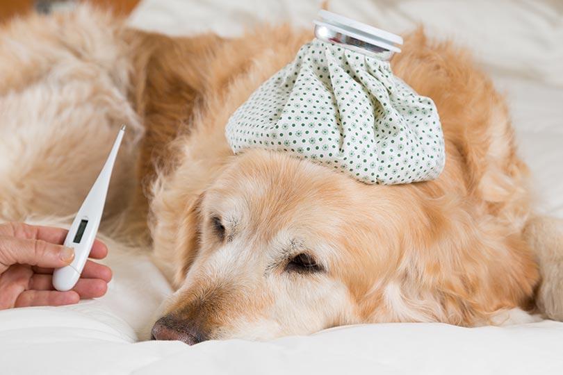 fièvre chien mesurer température