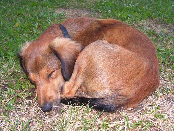 Chien qui dort