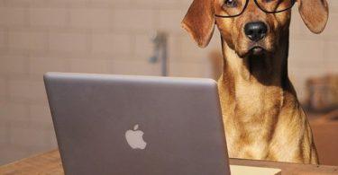 chien au bureau