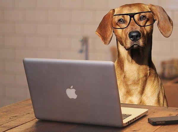 chien au bureau