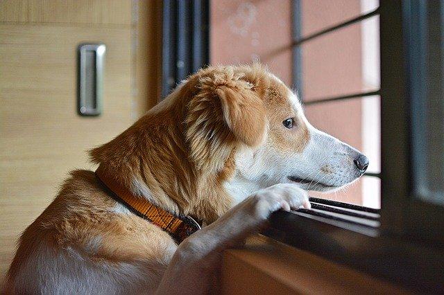 chien qui attend tristement son maître