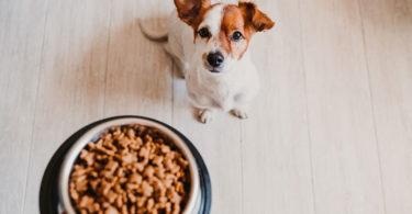 croquettes flatulences chien