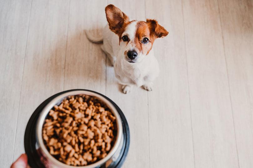 croquettes flatulences chien