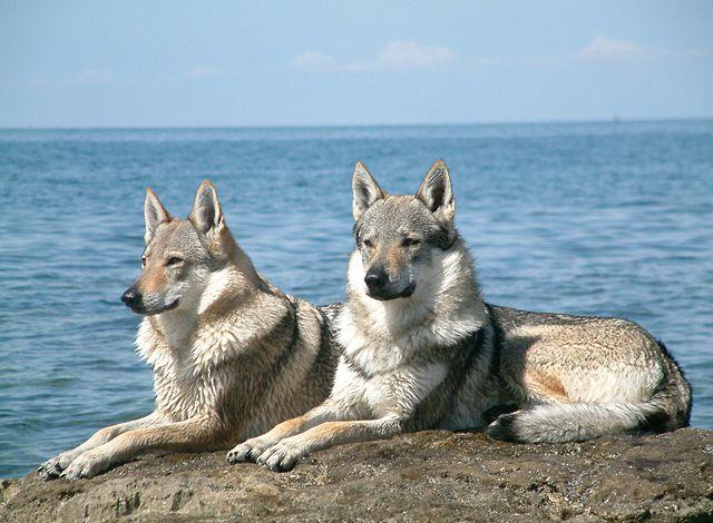 Le chien-loup de Tchecoslovaquie