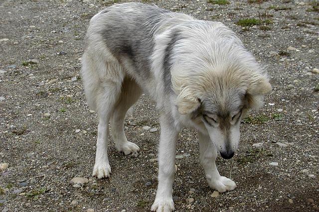 Le Chien-loup américain