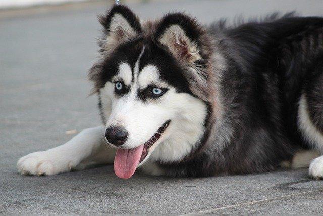 Chiens qui ressemblent aux loups : Le Husky sibérien