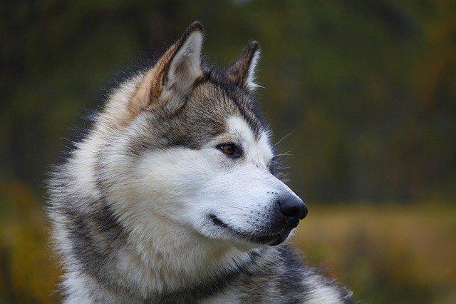 Le Malamute d'Alaska, chien qui ressemble au loup