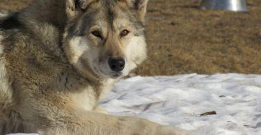 Chiens loups races