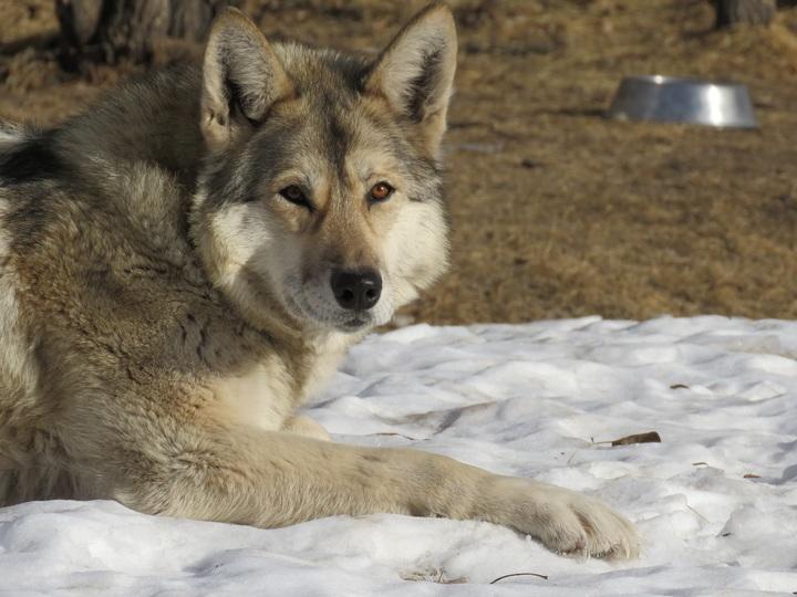 Chiens loups races