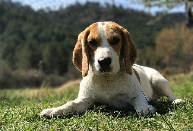 Beagle comme premier chien