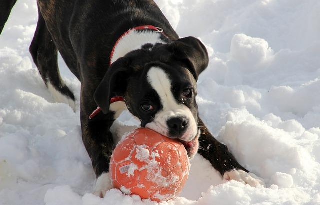 Races de chien : Boxer