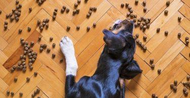 Conserver les aliments du chien