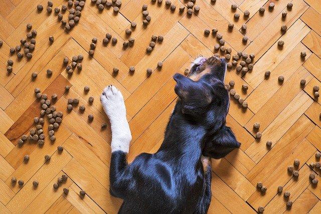 Conserver les aliments du chien