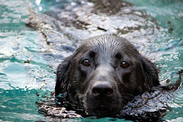 Premier chien : Labrador Retriever