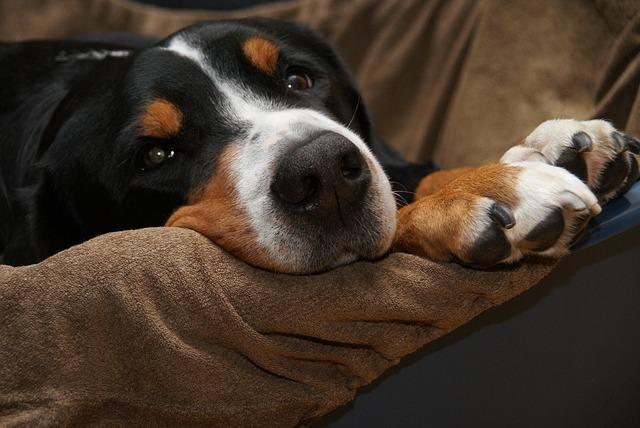 immobiliser le chien