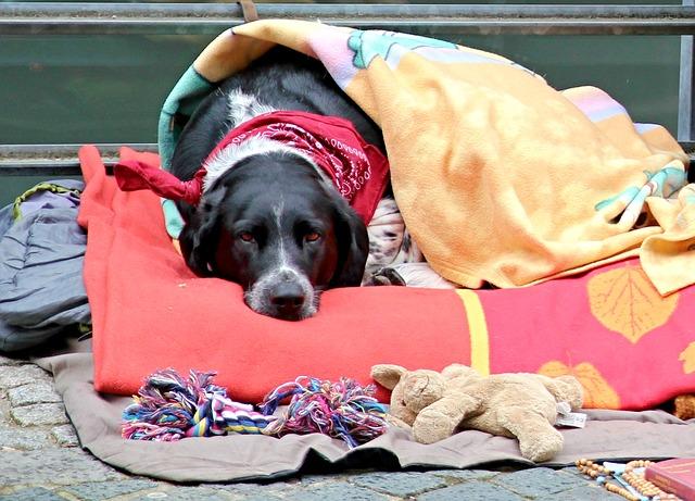 soigner la plaie de son chien