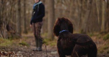 Chien qui ne veut pas avancer en promenade