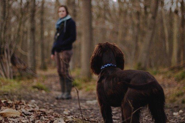 Chien qui ne veut pas avancer en promenade