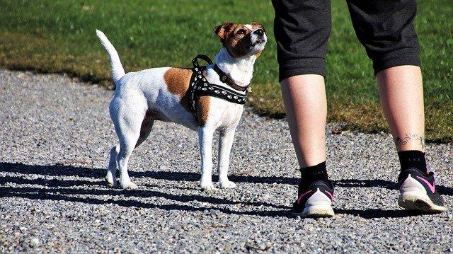 Chien fatigué qui ne veut plus avancer