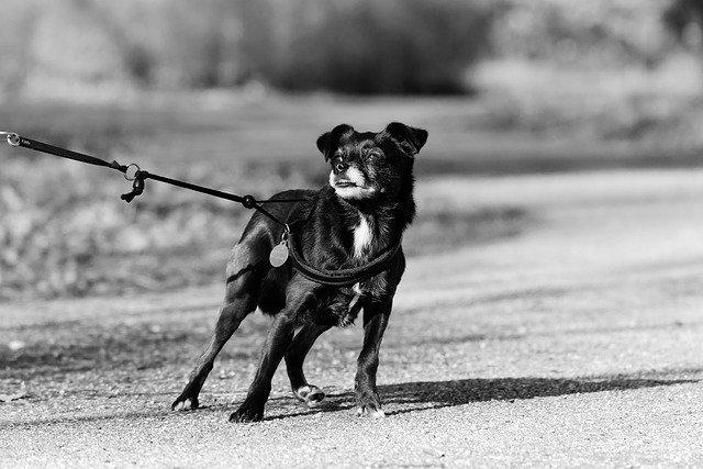 Chien qui tire sur la laisse et ne veut pas avancer