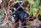 Chien qui se cache