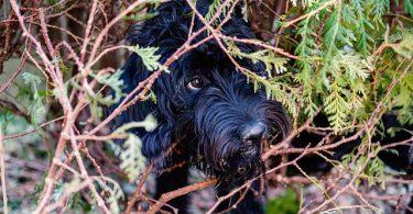 Chien qui se cache