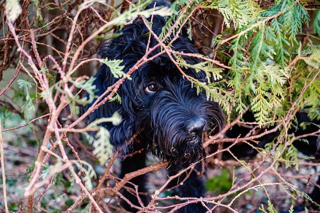 Chien qui se cache