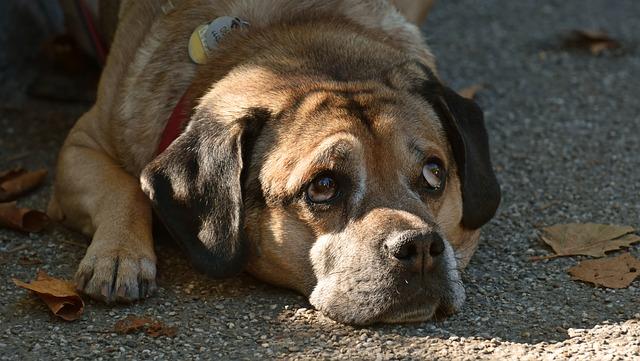 chien qui se cache et s'isole