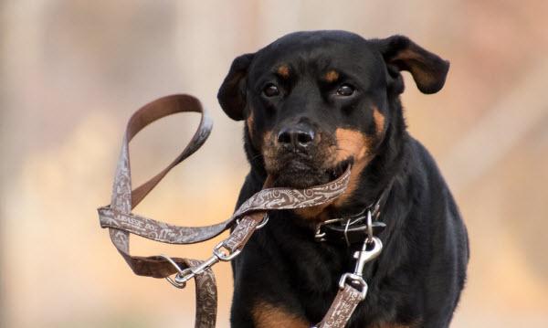 Chien qui mord sa laisse