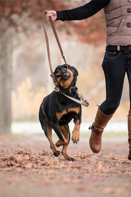 Empêcher son chien de mordre la laisse