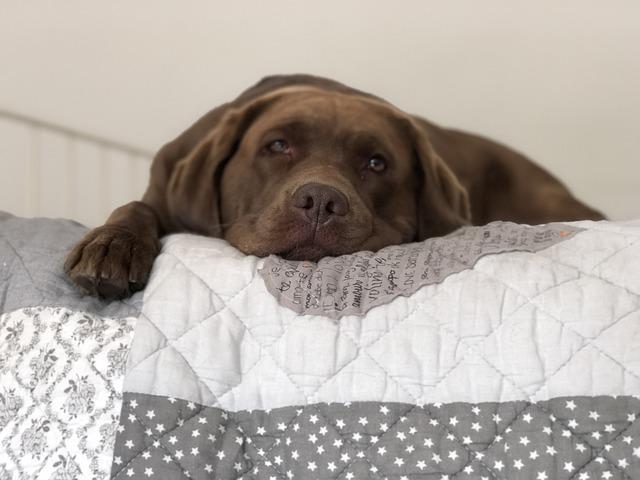 races prédisposées à la maladie de Cushing : le Labrador