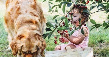 aliments toxiques pour chien