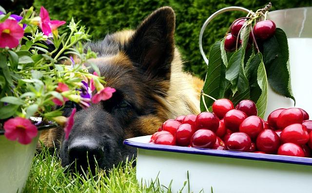 chien fruits toxiques