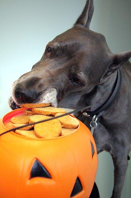 chien aliments contenant du sel