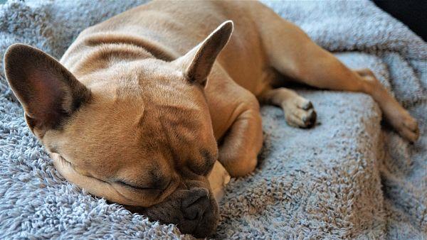 Chien qui vomit fatigué