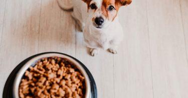 Quel régime alimentaire choisir pour son chien ?