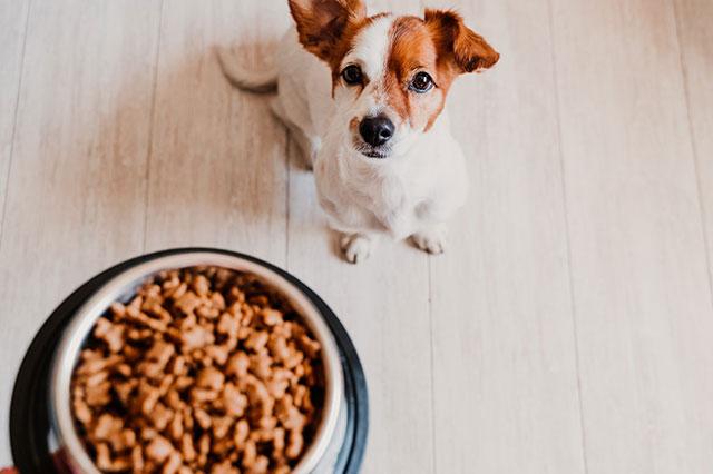 Quel régime alimentaire choisir pour son chien ?