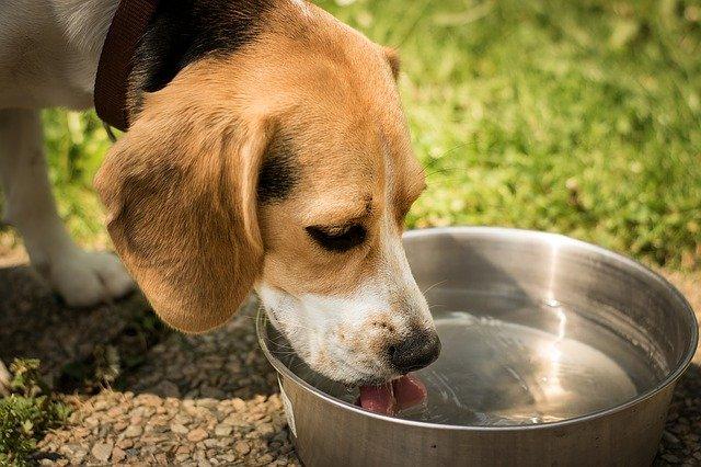 Chien qui boit de l'eau